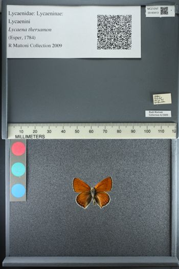 Media type: image;   Entomology 183413